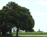 Landkruis Heilig Hartkapel bij Kroezeboom